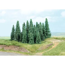 HEKI 2236 Jodła srebrzysta 5-9 cm, 20 szt.