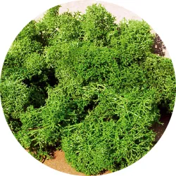 HEKI 3219 Mech jasnozielony 75 g