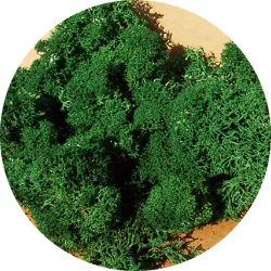 HEKI 3220 Mech ciemnozielony 75 g
